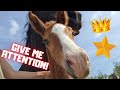Give me attention says Rising Star JK. He only has one friend | Friesian Horses