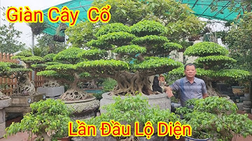 Lần Đầu đến thăm vườn cây cổ của anh Thinh Giấy thị trấn Tiền Hải Thái bình