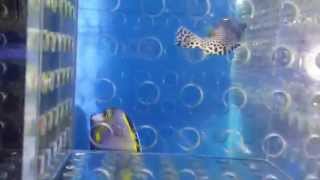 20150509 新進靚魚+庫存