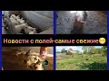 Сразу все и обо всем! #животные #молодаяферма #бройлер