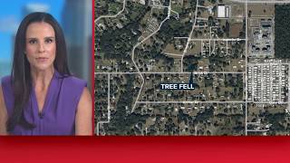 1 dead after tree falls on home in Wesley Chapel