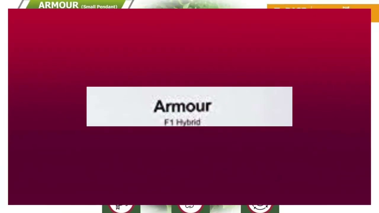 Open Field Growing | chilly & tomato | farmers connect and rural development |