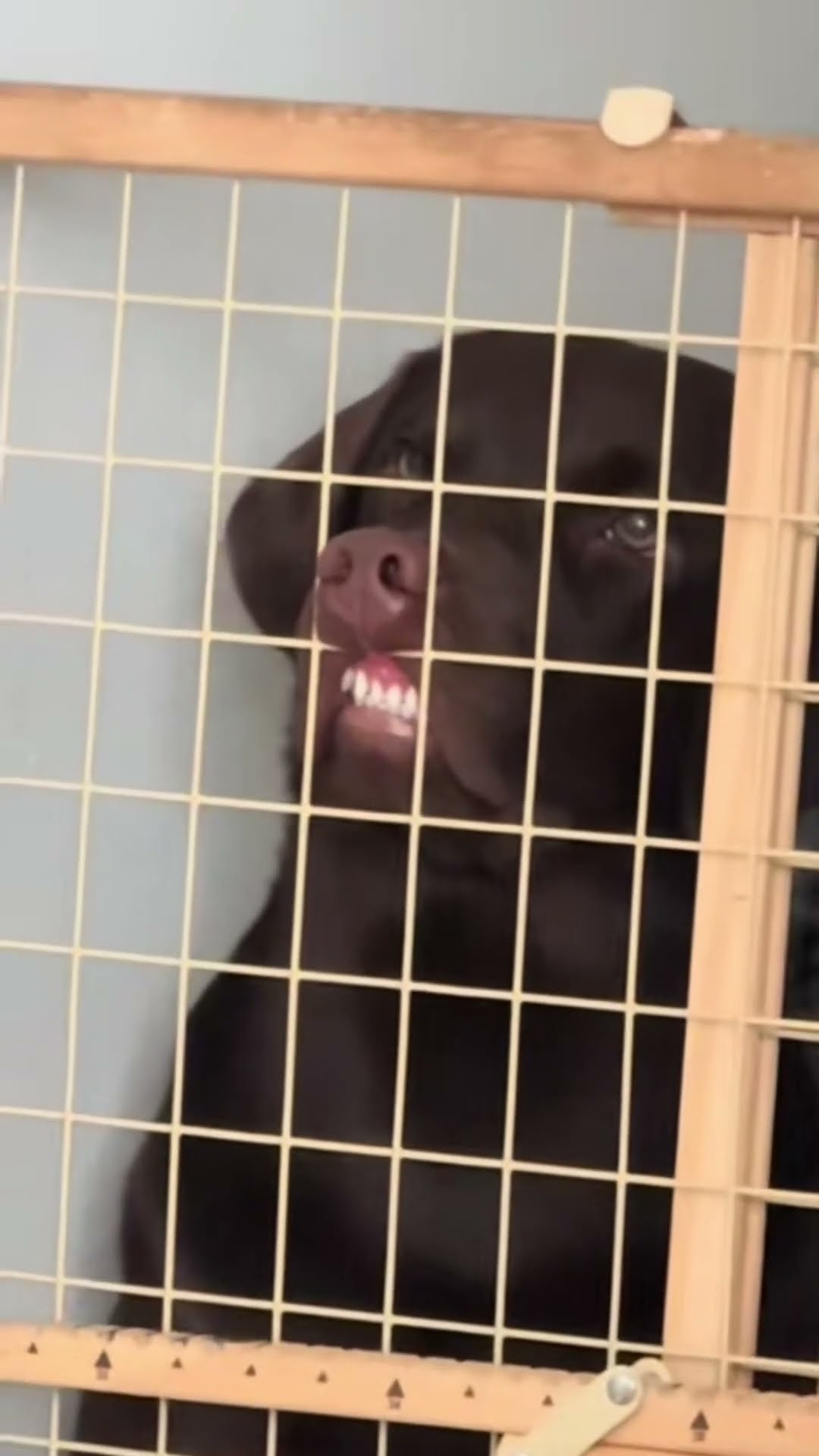 Chocolate Lab Flashes Goofy Smile || ViralHog