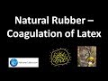 Understanding Natural Rubber and Latex Coagulation
