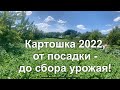 Картошка 2022, от посадки до сбора урожая!