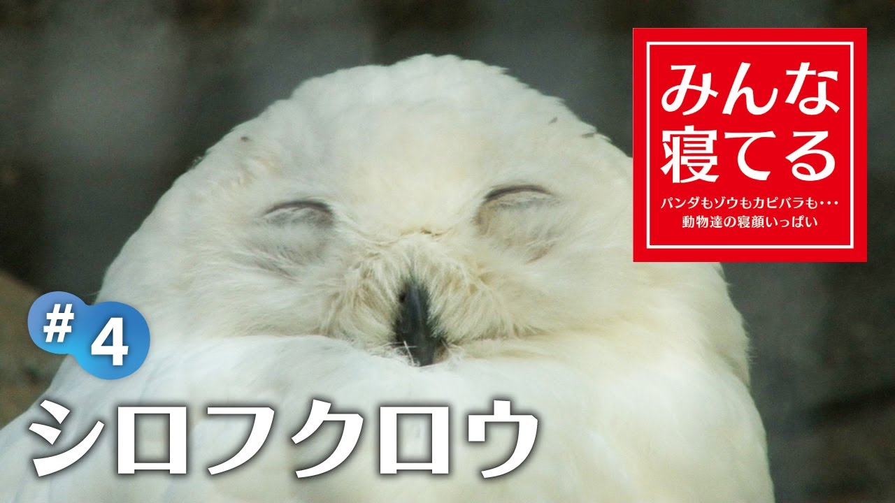 寝てる 何度も見ちゃう癖になる寝顔 Sleeping Snowy Owl Youtube
