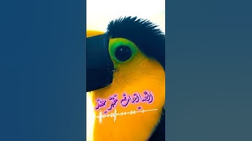 سورة مريم و،.كا.نك تسمعها لأ،؛و.ل مر.ة💘❤️؛،🌸،،🏵️🌻🌼💚بصوت الشيخ حمزة مد؛بو.ح 💮💛🌸؛،💝💙💐..💔