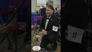 Dr. Annie with an inside scoop on Winston, the 2022 Best in Show @m.d.fox007 @NBC @ProPlan @Chargers by Purina 881 views 1 year ago 1 minute, 32 seconds