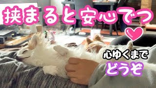 子犬チワワが一番好きな場所はパパのひざ【犬】 子犬チワワが一番好きな場所はパパのひざ【犬】