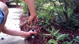 How to replace the nozzle in a rainbird 3500 sprinkler head