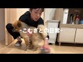 【日常】仕事後のこむぎルーティン