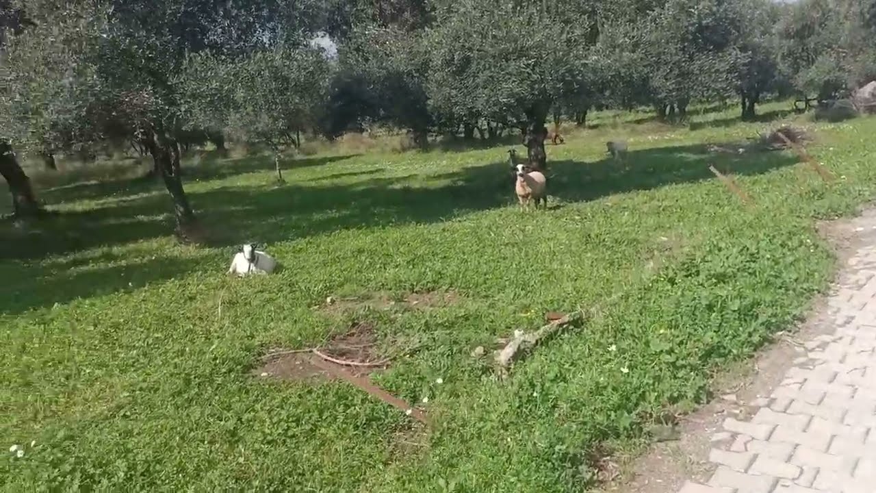 Anne Keçi 🐐🐐🐐🐐🐐🐐🐐🐐