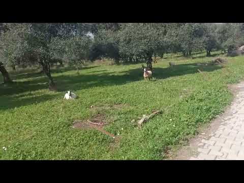 Anne Keçi 🐐🐐🐐🐐🐐🐐🐐🐐