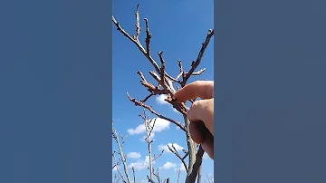 обильное плодоношение грецкого ореха - залог слаборослости