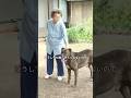 おばあさんがった野良犬、5年間飼っていたが、なぜか誰にも触らせなかったーその理由とは?#shorts