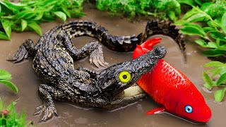 Colorful koi vs evil Crocodile - Primitive Fish Video STOP MOTION ASMR Coco