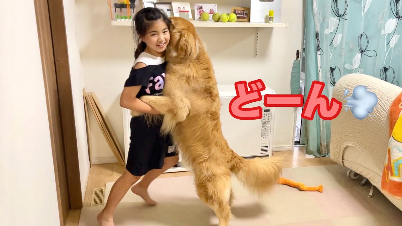 A battle between two dogs with similar physiques and personalities