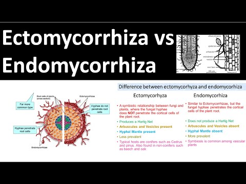 Ectomycorrhiza vs Endomycorrhiza