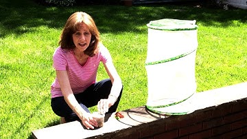 Transferring Chrysalis to Butterfly Cage