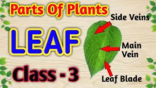Parts of Plants - LEAF || Class-3,Science