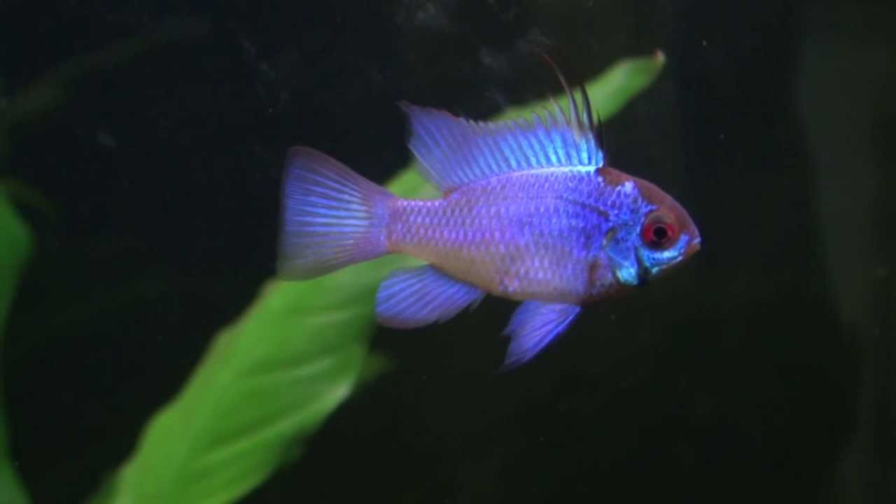 Ram Cichlid - EVERYTHING YOU WANT TO KNOW (Care, Tank Mates, Breeding) -  AquariumStoreDepot