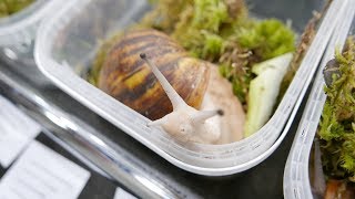 ВЫСТАВКА РЕПТИЛИЙ/КОШЕК! САНКТ-ПЕТЕРБУРГ, "БЕЛЫЕ НОЧИ" НЕ ПЕРЕСТАЮТ УДИВЛЯТЬ!!! ВЫСТАВКА РЕПТИЛИЙ/КОШЕК! САНКТ-ПЕТЕРБУРГ, "БЕЛЫЕ НОЧИ" НЕ ПЕРЕСТАЮТ УДИВЛЯТЬ!!!