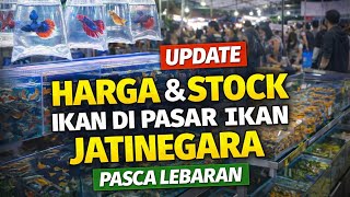 Update Harga & Stock Ikan Hias Di Pasar Ikan Hias Jatinegara Setelah Seminggu Lebaran!