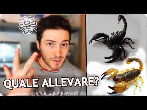 Video: L'evoluzione E La Distribuzione Di Specie Nocive Di Scorpioni (Arachnida: Scorpiones)