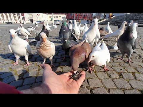 Video: Pse Pëllumbat Fluturojnë Në Ballkon