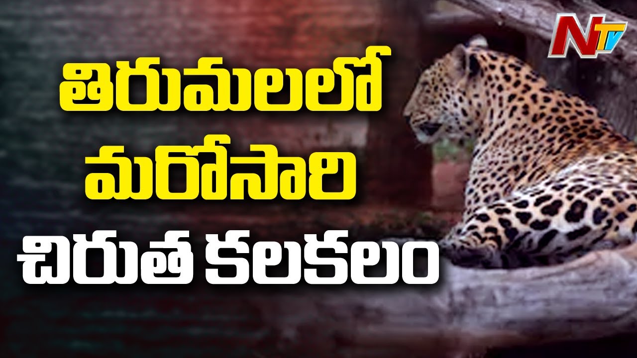 తిరుమలలో చిరుత కలకలం || Eye Witness Face To Face Over Leopards Roaming In Tirumala || NTV tdp4