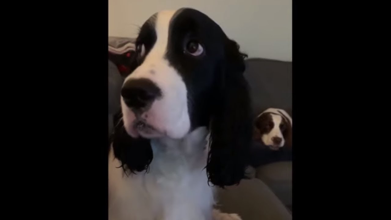 videos for cats Rude dog burps right in owner's face