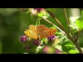 Papillon Grand Nacré 4K UHD