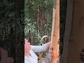 He scrapes tree bark using spoon like tool before cutting it down to take the inner wood material