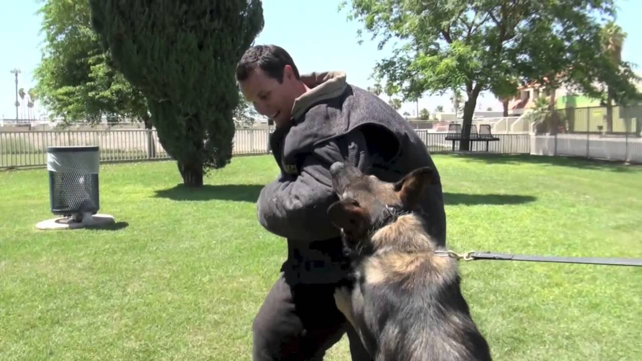 Police K9 Decoy Training Falco K9 Academy - YouTube