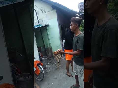 Ular Dipong