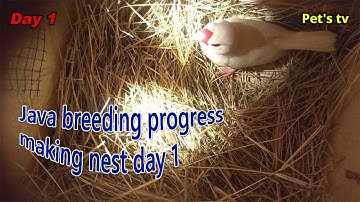 Java breeding progress | making nest | day 1 | Pets tv
