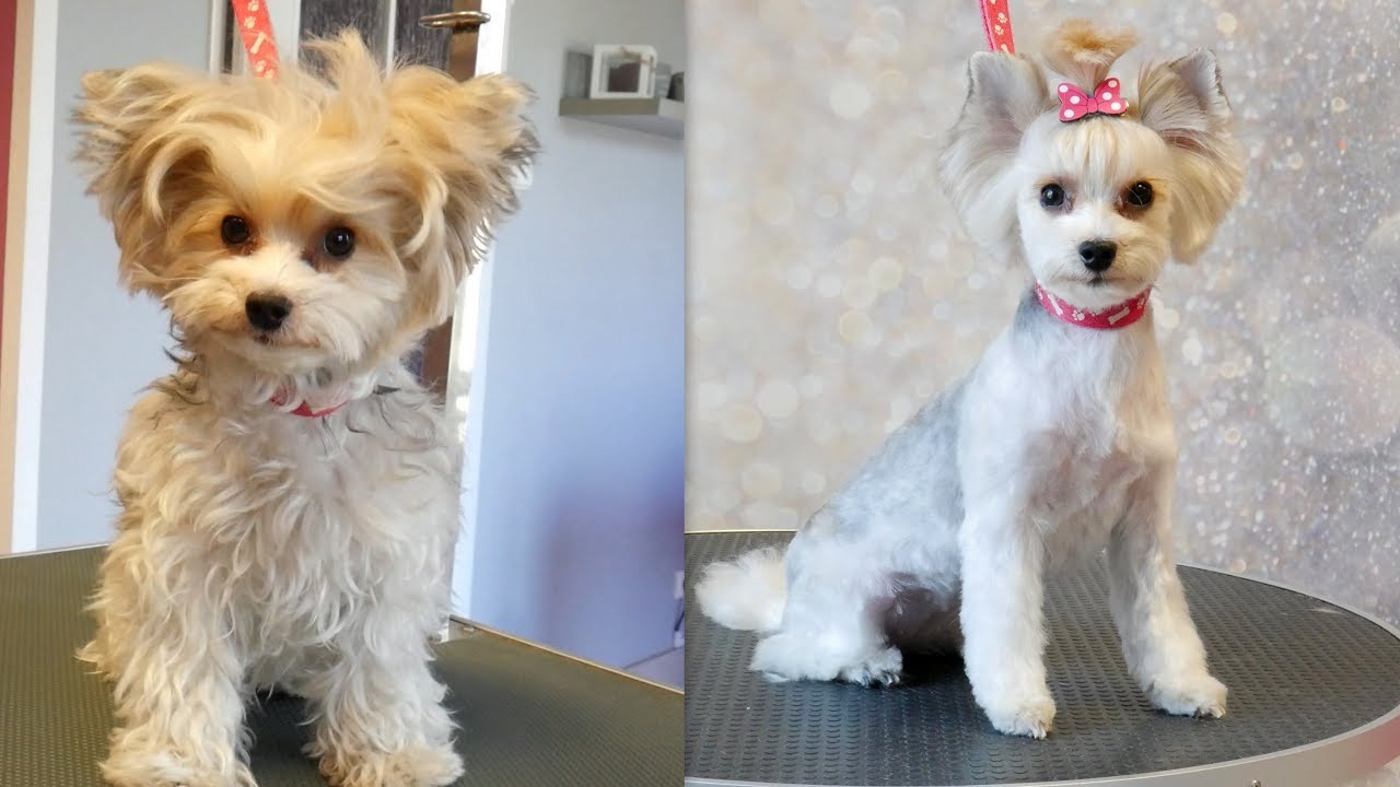 Can Yorkies Have White On Them