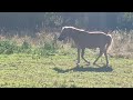 🌞 Pferdefreundschaft am Morgen – wenn Pferde sich wecken 🐴❤️ #Pferdefreundschaft #Natur#HappyHorses