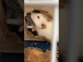 Работники года 😂 #rats #крысы