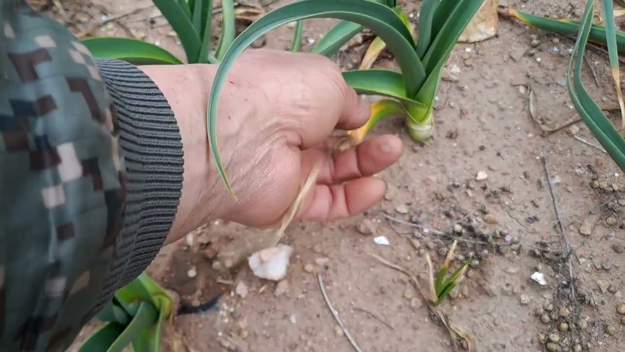 경칩이 지나고 마늘밭 관리는 이렇게 해야만 다수확과 고생을 덜해요