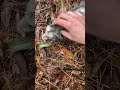 This possum deserved some pets after a night in the live trap  #trap #nature