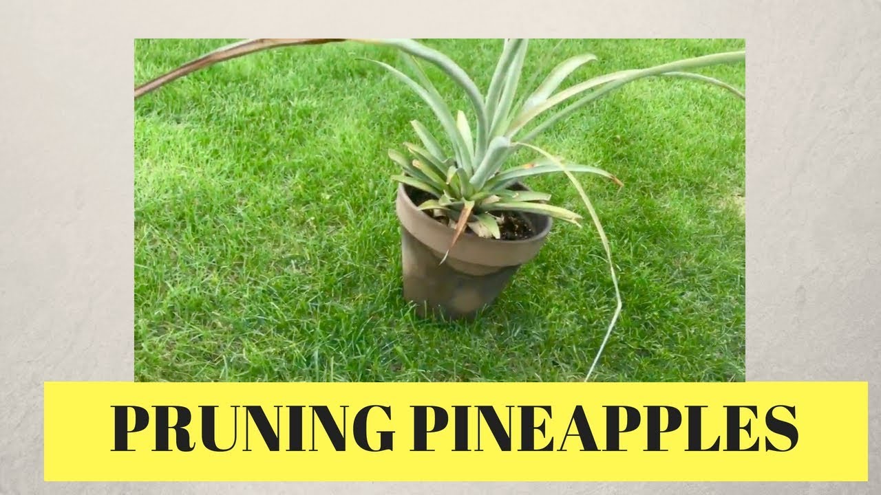How To Prune Pineapples Youtube 