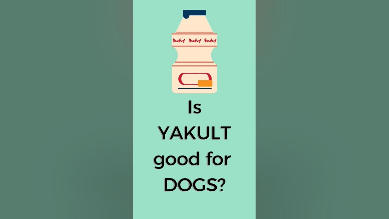 is-yakult-good-for-dogs-benefits-fordogs-dogs-informative-shorts