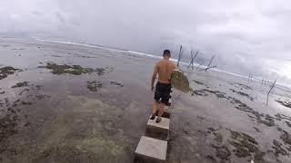 Simeulue Monkey tree シメルーモンキーツリー Wealth