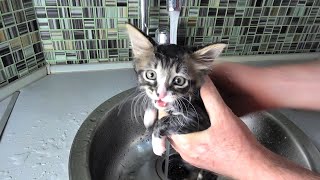 Abandoned Street Kitten First Bath