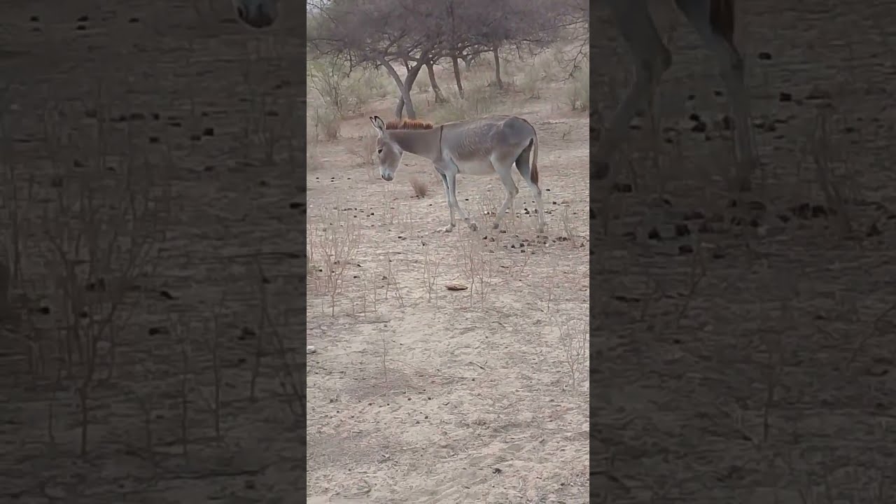 Donkey Waiting For Son