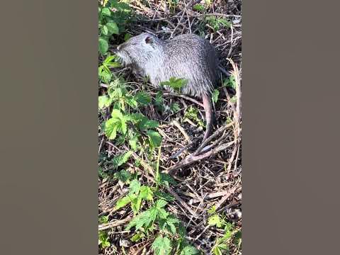 Ч-18 Маленька Нутрія, Нутрія в дикій природі, Водяна криса Водяний щур ...