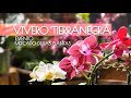 TIERRANEGRA: Un Vivero de Encanto y Maravillas Botánicas