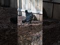 Space President presents: 🥉 Ducklings Meet a Flock of Silkies & a Rabbit Chilling in His Hut