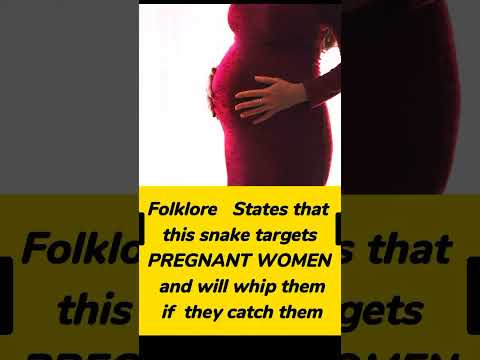 PREGNANT Women Beware|Horsewhip Snake|Brown Vine Snake#shorts